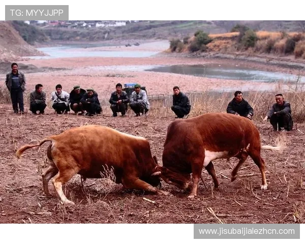 多样化真人斗牛网址满足不同玩家的需求提供丰富的斗牛游戏选择